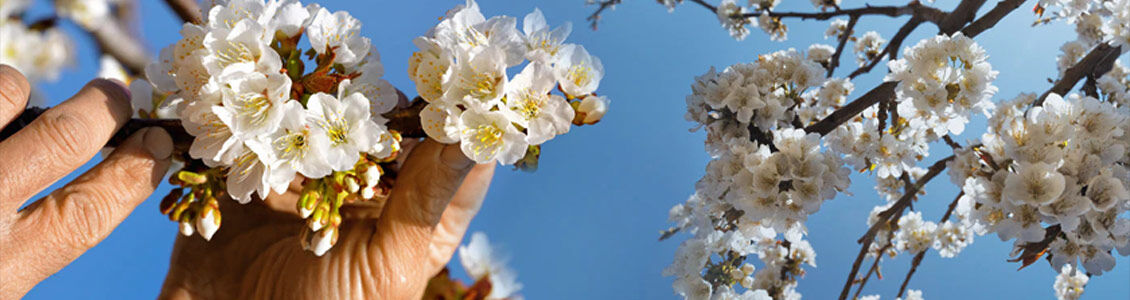 Cherry Blossom